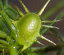 [photo of fruit]