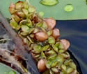[photo of developing fruit]