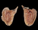 [photo of seed]