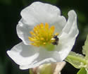 [photo of male flowers]