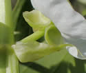 [photo of sepals and bracts]