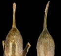 [photo of fruit]