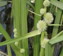 [photo of flower clusters coming into bloom]