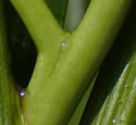 [photo of supra-auxillary flower heads]