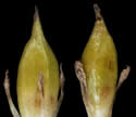 [photo of maturing fruit]