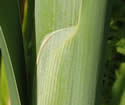 [photo of leaf sheaths]