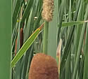 [photo of spikes just past flowering]