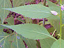 [photo of leaves]