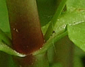 [photo of leaves]