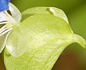 [photo of spathe]