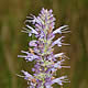 [photo of Blue Giant Hyssop]