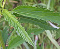 [photo of leaves]