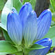 [photo of Bottle Gentian]