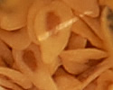 [photo of seeds]