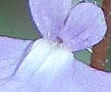 [photo of flowers]