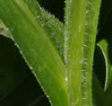 [photo of leaf extension down the stem]