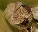 [photo of fruit]