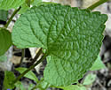 [photo of leaves]