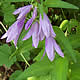 [photo of Creeping Bellfower]