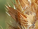 [photo of fruiting head]