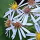 [photo of Large-leaved Aster]