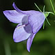 [photo of Harebell]