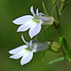 [photo of Indian Tobacco]