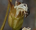 [photo of developing fruit]