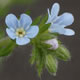 [photo of Western Stickseed]