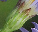 [photo of bracts (phyllaries)]