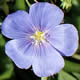 [photo of Perennial Flax]