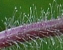 [photo of sepals]