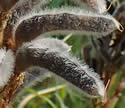 [photo of fruit]