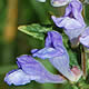 [photo of Marsh Skullcap]