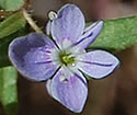 [photo of flowers]
