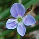 [photo of Marsh Speedwell]