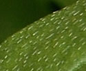 [photo of stem with spreading hairs and leaves with appressed hairs]