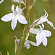 [photo of Pale-spike Lobelia]