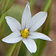 [photo of Prairie Blue-eyed Grass]