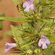 [photo of Rough False Pennyroyal]