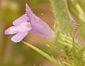 [photo of flowers]