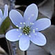 [photo of Round-lobed Hepatica]