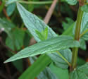[photo of leaves]