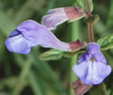 [photo of flowers]