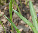 [photo of leaves]