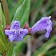 [photo of Leonard's Skullcap]