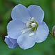 [photo of Spreading Jacob's Ladder]