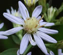 [photo of flowers]