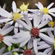 [photo of Blue Wood Aster]