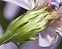 [photo of bracts (phyllaries)]